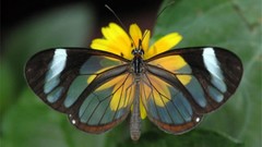 Butterflies insects