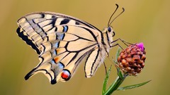 Butterflies insects