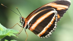 Butterflies insects