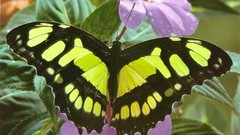 Butterflies insects