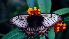 Butterflies insects