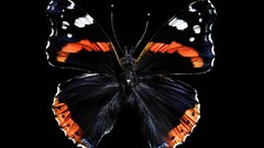 Butterflies insects black background