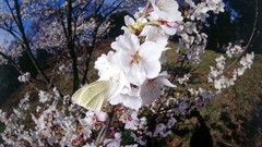 Butterflies insects blossom cherry blossoms