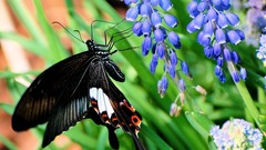 Butterflies insects blue flowers