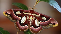 Butterflies insects butterfly wings