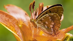 Butterflies insects eating