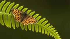 Butterflies insects Ferns
