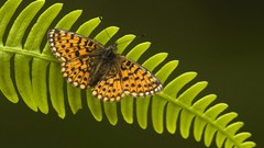 Butterflies insects Ferns