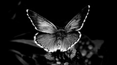 Butterflies insects grayscale