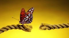 Butterflies insects landing Ropes