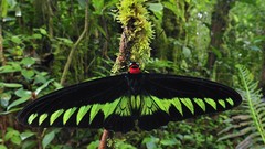 Butterflies insects Malaysia