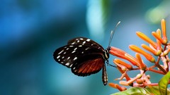 Butterflies insects orange flowers