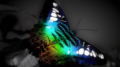 Butterflies insects selective coloring