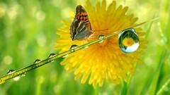 Butterflies insects water drops