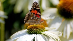 Butterflies insects white flowers