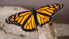 Butterflies insects Wood insect