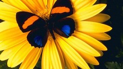 Butterflies insects yellow flowers