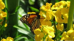 Butterflies insects yellow flowers