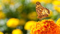 Butterflies insects yellow flowers