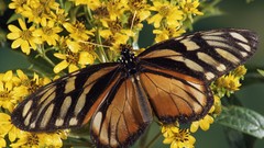 Butterflies insects yellow flowers