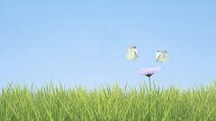 Butterflies Japan region kanto