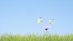 Butterflies Japan two region kanto