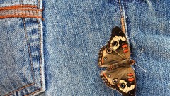 Butterflies jeans
