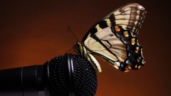 Butterflies landing microphones