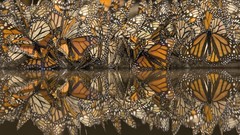 Butterflies Mexico insects reflections gathering monarch