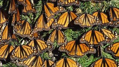 Butterflies Mexico state monarch