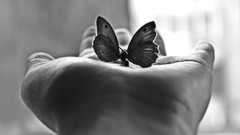 Butterflies monochrome
