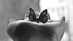 Butterflies monochrome