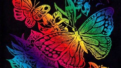 Butterflies multicolor