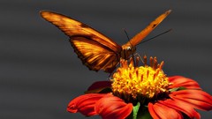 Butterflies nature Flowers macro