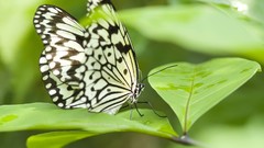 Butterflies nature multicolor insects