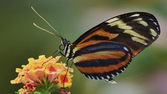 Butterflies nature multicolor insects