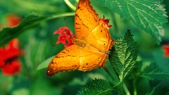 Butterflies nature multicolor insects