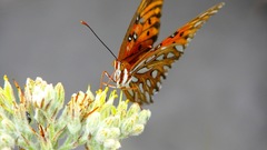 Butterflies orange insect
