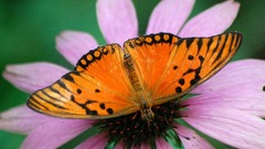 Butterflies pink flower insect