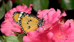 Butterflies pink flower insects