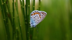 Butterflies Plants insects