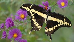 Butterflies purple flowers