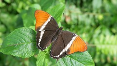 Butterflies rusty color