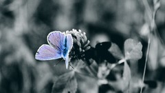 Butterflies selective coloring