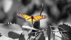 Butterflies selective coloring