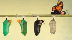 Butterflies sleeping babies Anne Geddes