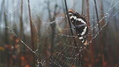 Butterflies web