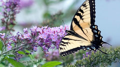Butterflies widescreen insects insect