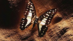 Butterflies windows 7