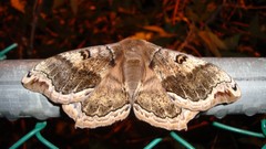 Butterflies wings insects moths